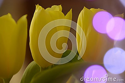 Yellow tulip buds close up with soft-purple bokeh reflections Stock Photo