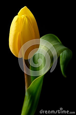 Yellow tulip close-up on black background Stock Photo