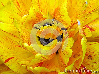 yellow tulip close-up macro flower Stock Photo