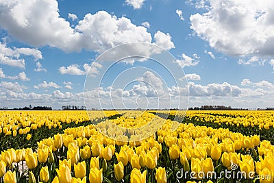 Yellow tulip fields under a blue clouded sky Stock Photo