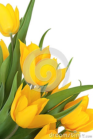 Yellow Tulip Flower Beauty Stock Photo