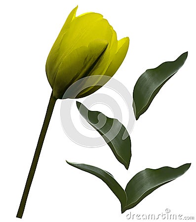 Yellow tulip flower and green leafs on a white isolated background with clipping path. Closeup. no shadows. For design. Side Stock Photo