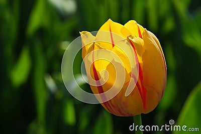 Yellow tulip flower with red vertical stripes on petals, hybrid name Twinkle Stock Photo