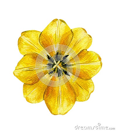 Yellow tulip. Spring garden flower. Cartoon Illustration