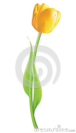 Yellow tulip isolated Vector Illustration