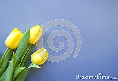 Yellow tulip on pastel background Stock Photo