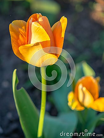 Yellow Tulip on the plot of land. Stock Photo