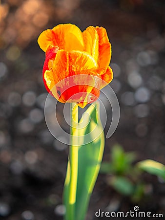 Yellow Tulip on the plot of land. Stock Photo