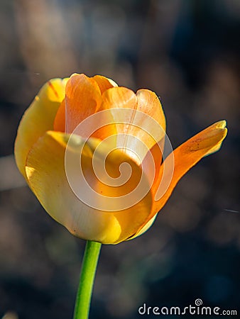 Yellow Tulip on the plot of land. Stock Photo