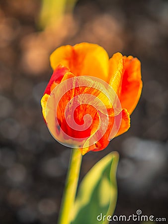 Yellow Tulip on the plot of land. Stock Photo