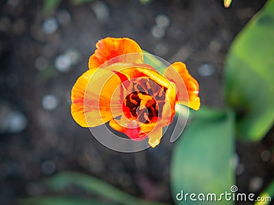 Yellow Tulip on the plot of land. Stock Photo