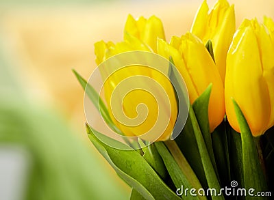 Yellow tulips Stock Photo