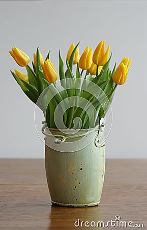 Yellow Tulips Stock Photo