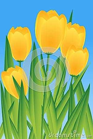 Yellow tulips Vector Illustration