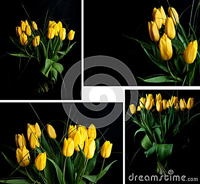 Yellow tulips Stock Photo