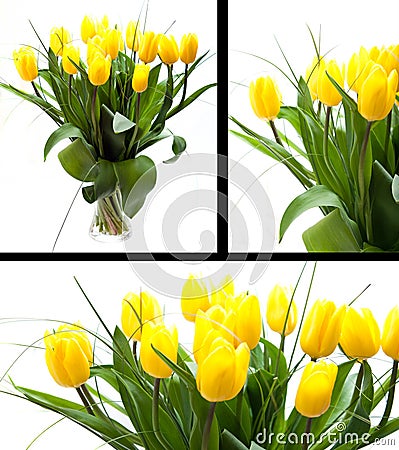 Yellow tulips Stock Photo