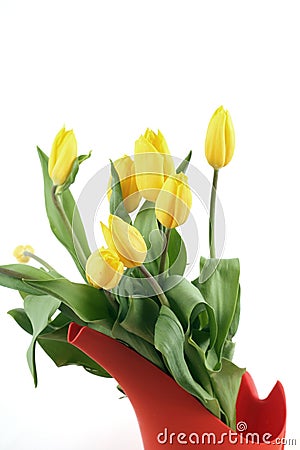 Yellow Tulips Stock Photo