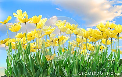 Yellow Tulips Stock Photo