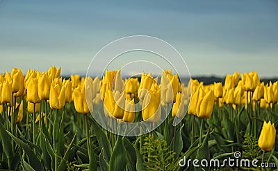 Yellow Tulips Stock Photo