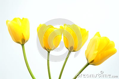 Yellow Tulips Stock Photo