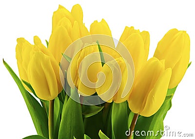 Yellow tulips Stock Photo