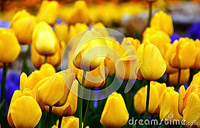 Tulips Stock Photo