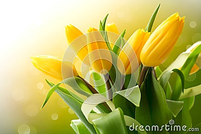 Yellow tulips bouquet Stock Photo