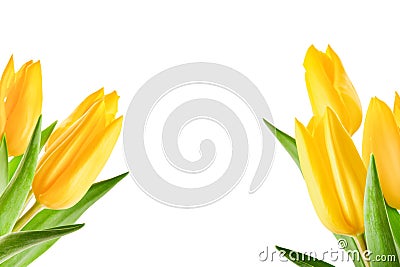 Yellow tulips bouquets isolated on white background with clipping path. Flowers objects for design, advertising, postcards. Easter Stock Photo