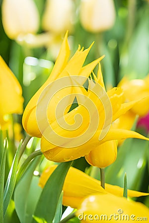 yellow tulips closeup on a blurred background of green leaves Stock Photo