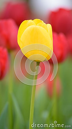 Yellow tulips. Colorful tulips in spring season Stock Photo