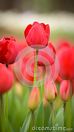 Yellow tulips. Colorful tulips in spring season Stock Photo