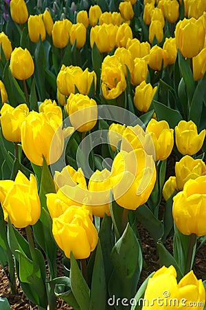 Yellow Tulips Stock Photo