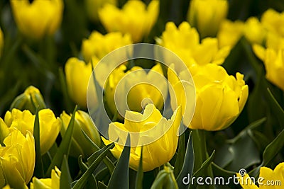 Yellow tulips in the spring. Stock Photo