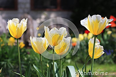 Yellow tulips in natural landscaping home garden. Stock Photo