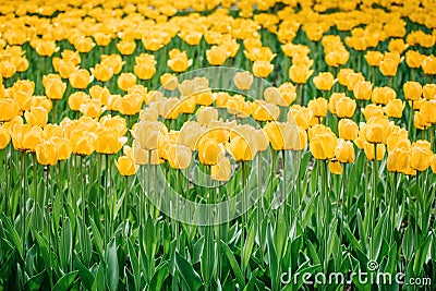 Yellow tulips vertical background, banner. Colorful tulips in the flower garden, arboretum. Flower bed in spring park Stock Photo