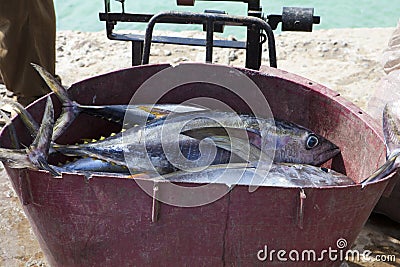 Yellow tuna fish Stock Photo