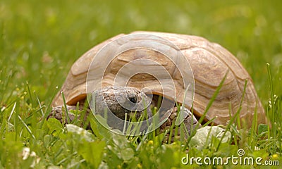 Yellow Turtle on the grass. Stock Photo