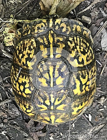 Yellow Turtle Shell Stock Photo