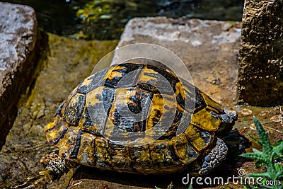 The yellow turtle Stock Photo