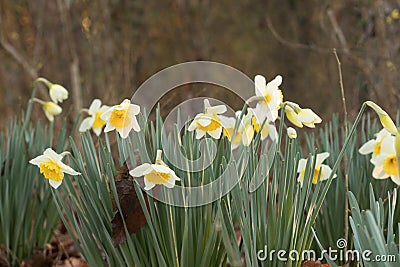 Yellow Two-tone Daffodils Landscape Stock Photo