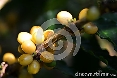 Yellow typical coffee Stock Photo