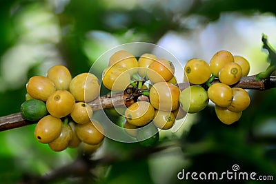 Yellow typical coffee on tree Stock Photo