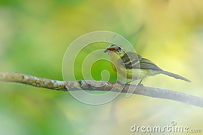 Yellow Tyrannulet, Capsiempis flaveola, catch the grasshopper locust insect in the bill, Bird behaviour in the tropic forest, Stock Photo
