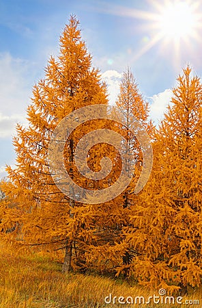 Yellow Ð°utumn conifers Stock Photo