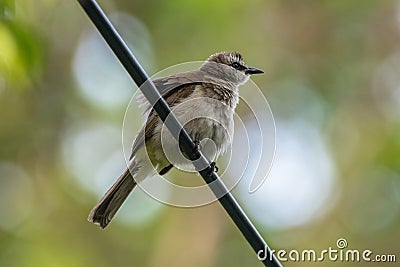 Yellow-vented Bulbul standing in cable Stock Photo