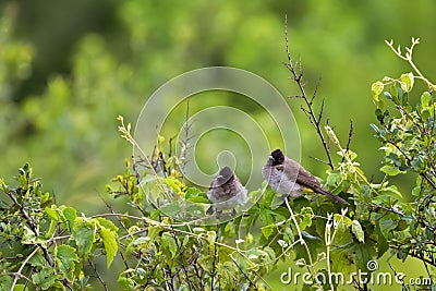 Yellow-vented, Dark-capped Bulbul bird on branch at Ngorongoro Crater in Tanzania, Africa Stock Photo