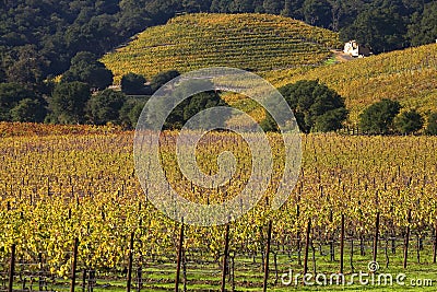 Yellow Vines Leaves Vineyards Fall Napa Stock Photo
