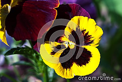 Yellow vinous pansy flowers Viola tricolor Stock Photo