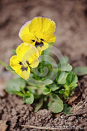 Yellow violas close up in spring garden bed Stock Photo