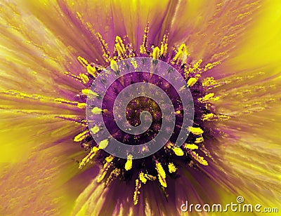 Yellow-violet flower on a blurred background. Closeup. Furry violet-yellow center. Pistils sticking out like needles. For design. Stock Photo